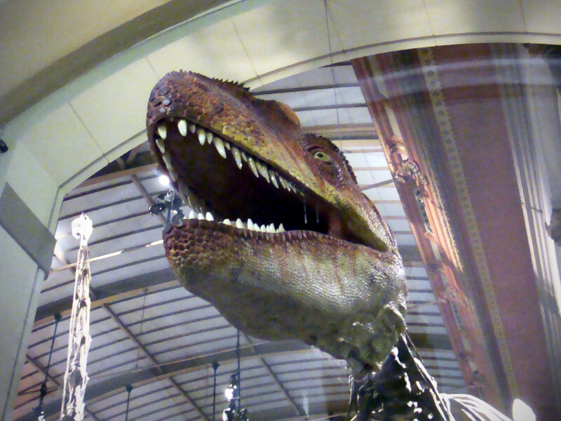 Dinosaur Head at Natural History Museum Naturkundemuseum Berlin