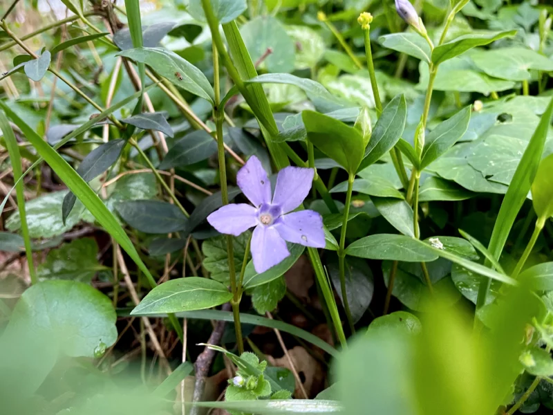 Dwarf Periwinkle