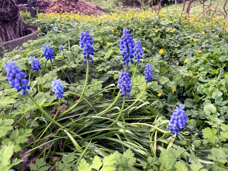 Muscari Armeniacum