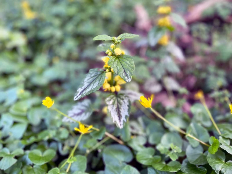 Yellow Archangel