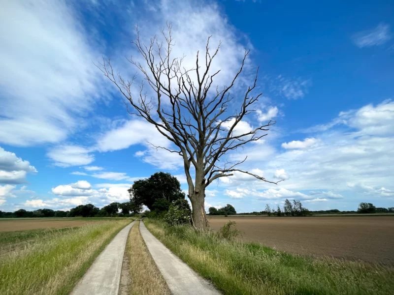 A dead tree on a field path