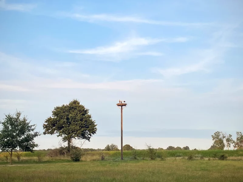 stork nest