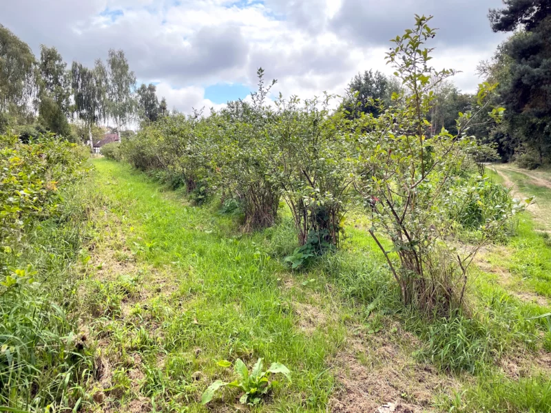 Cultivated blueberries