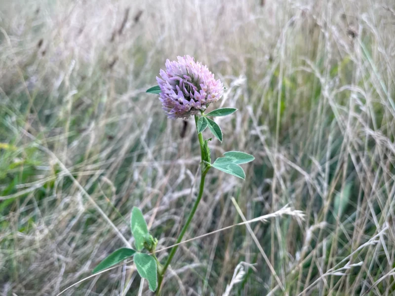 red clover