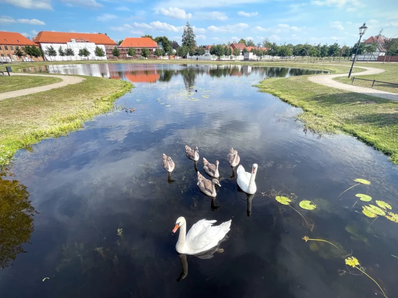 Swan Family Ludwigslust