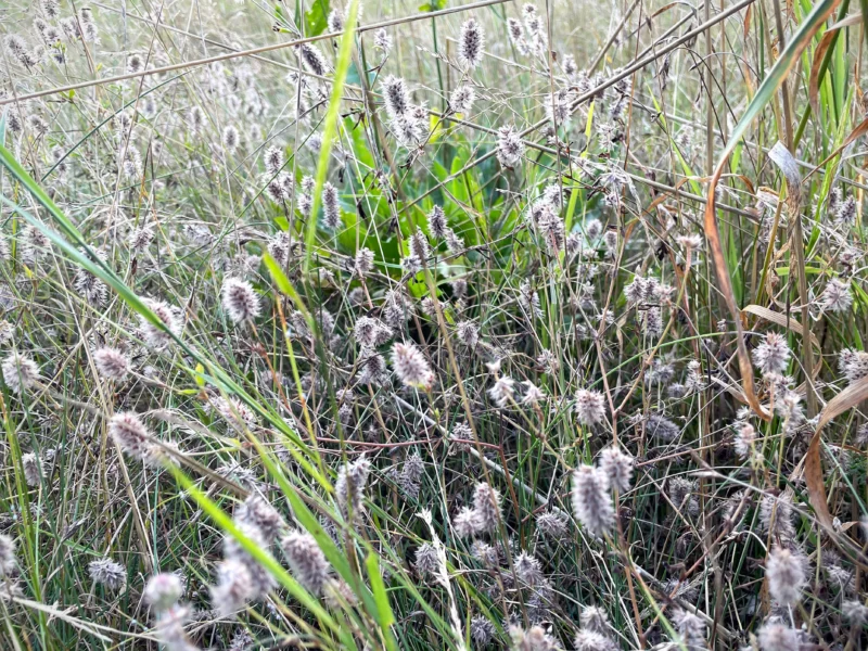 Trifolium arvense