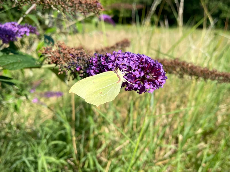 common brimstone